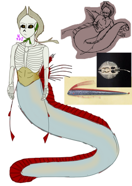 Oarfish mer skeleton